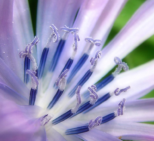 Chicory Flower by aussiegall
