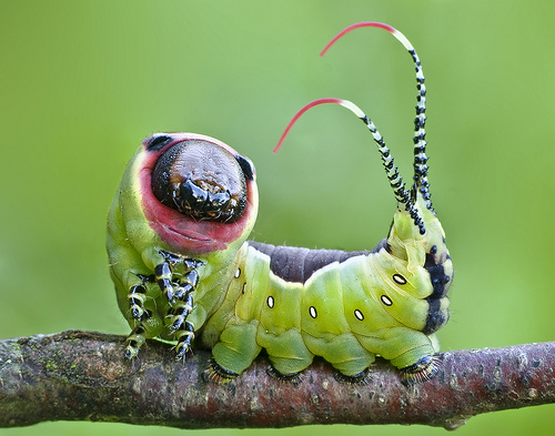 Moth Caterpillar by Lukjonis